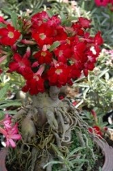 Adenium fusti ramificati