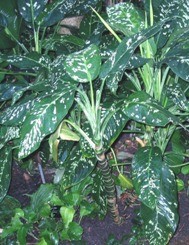 Dieffenbachia fusto robusto