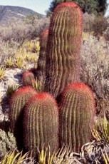 Ferocactus spine appuntite