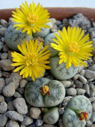 Lithops fiori grandi