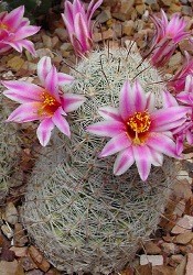 Mammillaria fusti globosi