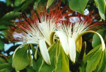 Bombacaceae