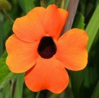 Thunbergia alata fiore arancio