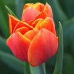 Tulipano fiori profumati