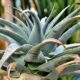 agave