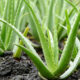 aloe