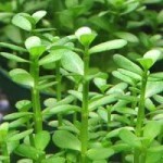 bacopa foglie rotonde