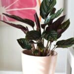 calathea per ufficio