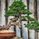 pino coltivazione bonsai