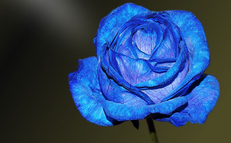 rosa blu colorata